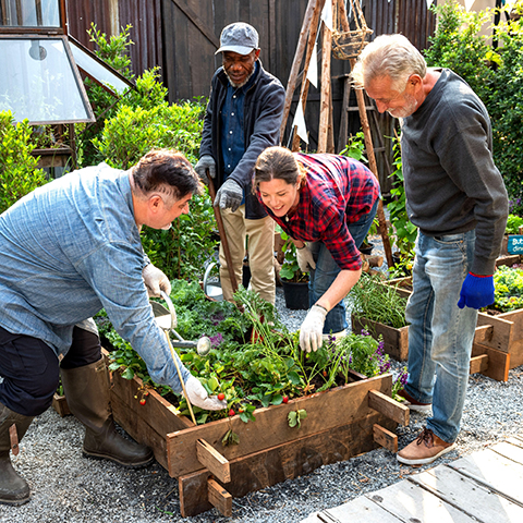 four adults holding tools and wearing gloves tending a community garden and looking at a cherry tomato plant.